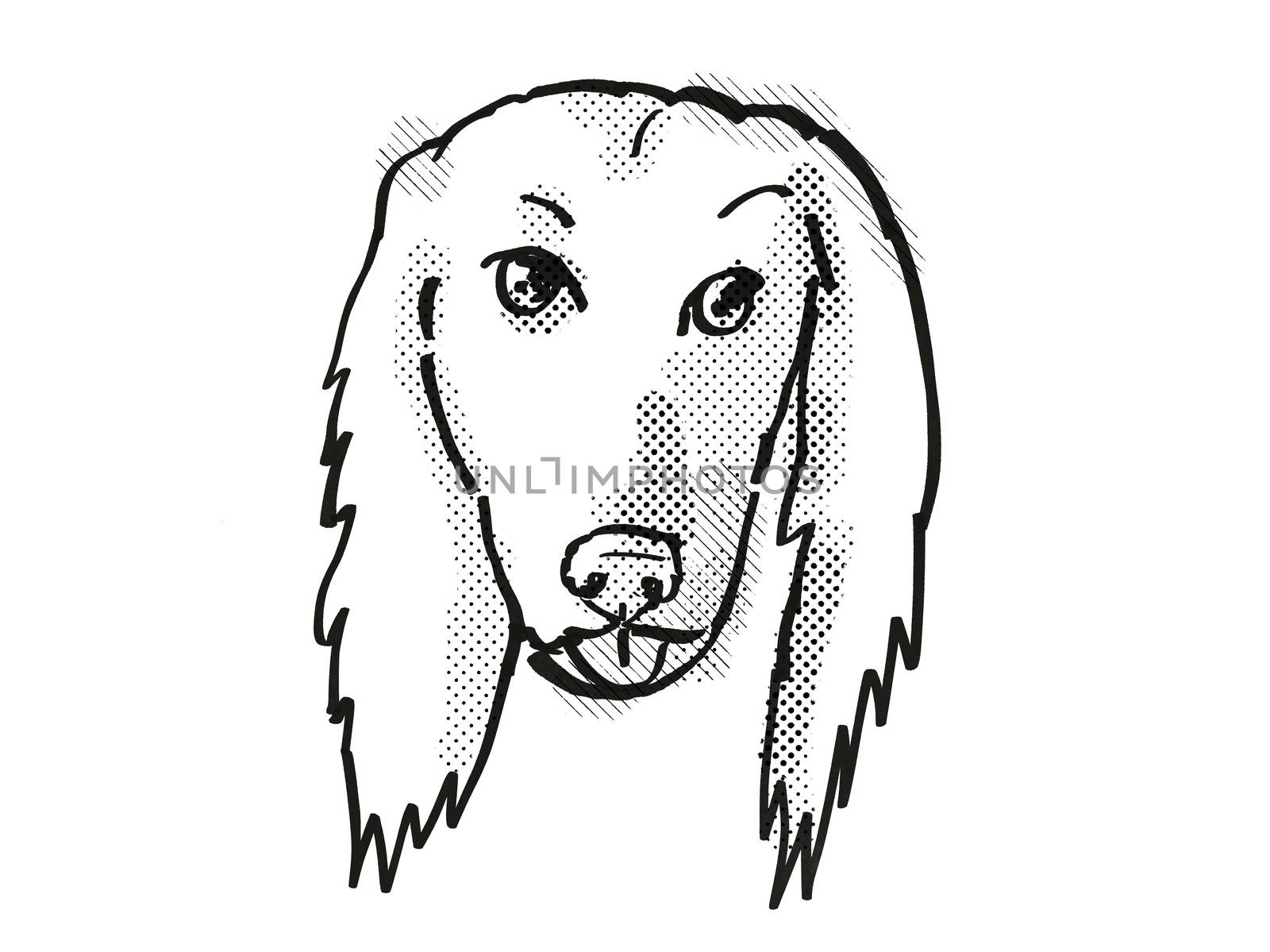 Afghan Hound Dog Breed Cartoon Retro Drawing by patrimonio