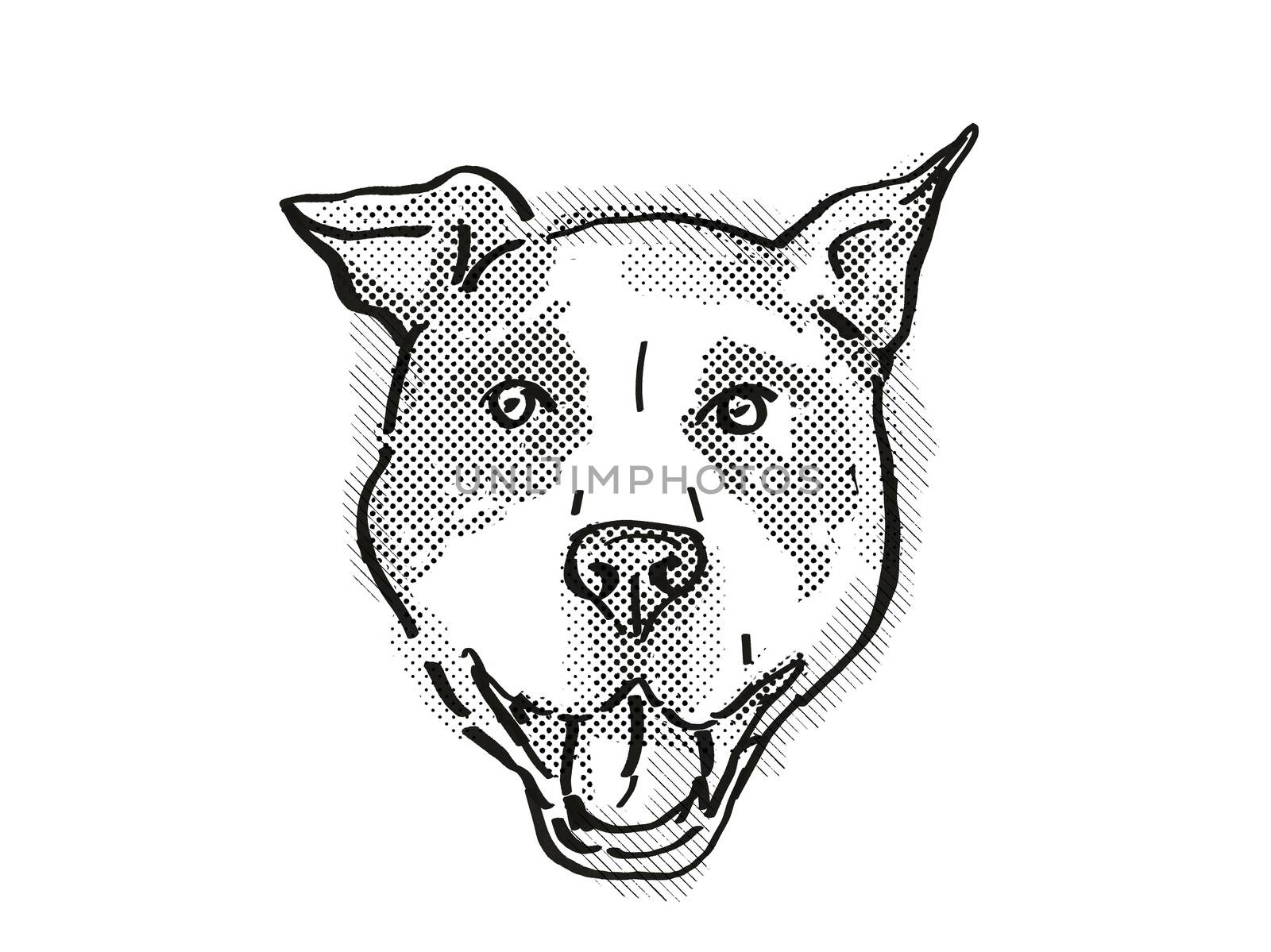 Retro cartoon style drawing of head of an American Pit Bull Terrier  , a domestic dog or canine breed on isolated white background done in black and white.