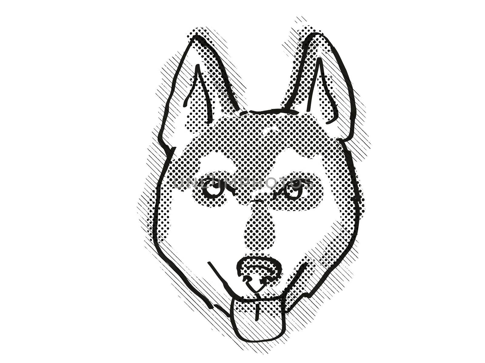 Retro cartoon style drawing of head of an Alaskan Klee Kai  , a domestic dog or canine breed on isolated white background done in black and white.