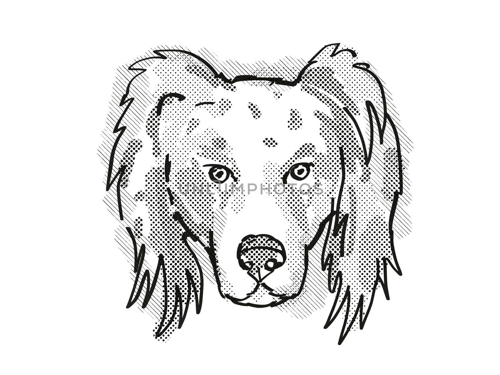 Retro cartoon style drawing of head of an Australian Shepherd dog  , a domestic dog or canine breed on isolated white background done in black and white.