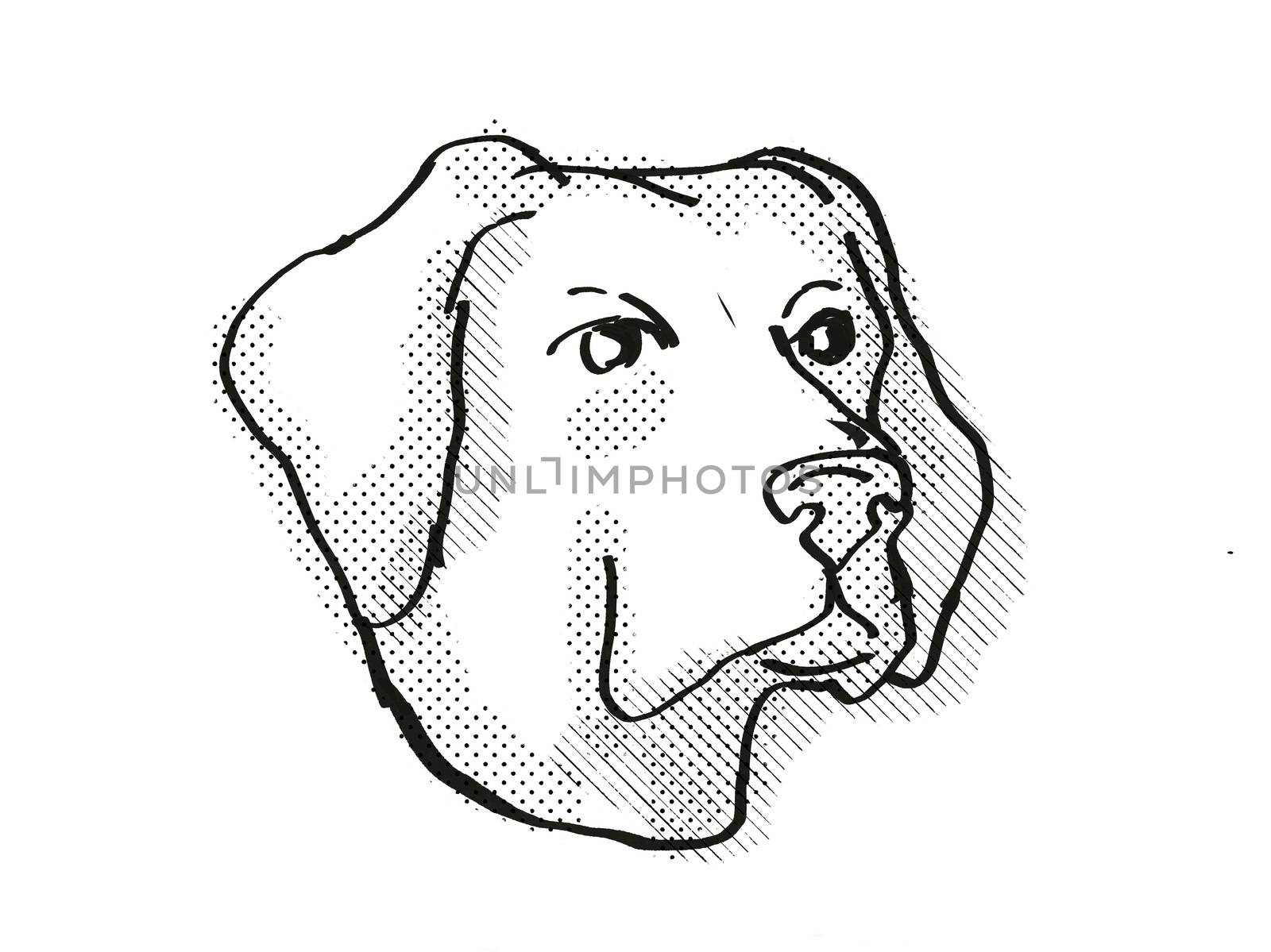 Labrador Retriever Dog Breed Cartoon Retro Drawing by patrimonio