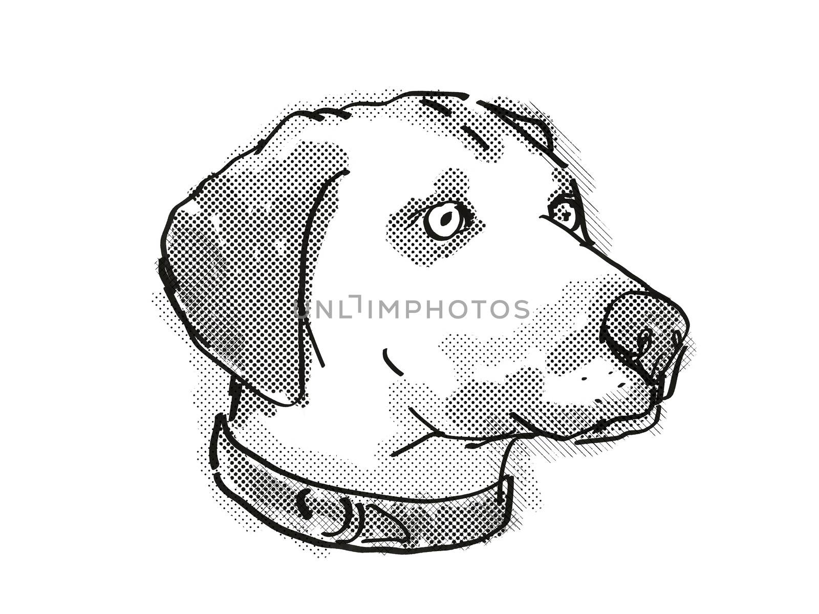 Retro cartoon style drawing of head of a Black Mouth Cur , a domestic dog or canine breed on isolated white background done in black and white.