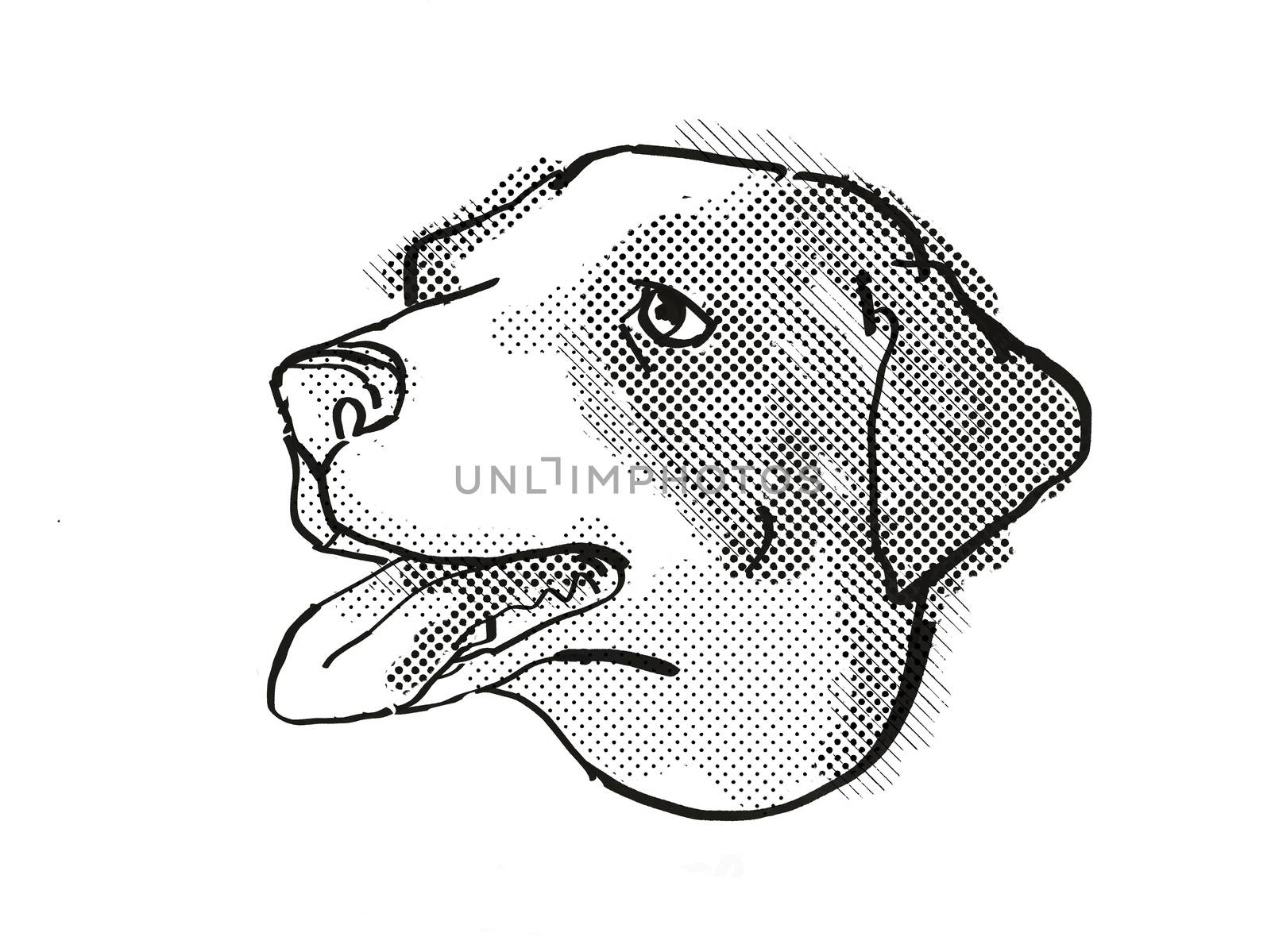 Retro cartoon style drawing of head of an Appenzeller Sennenhunde  , a domestic dog or canine breed on isolated white background done in black and white.