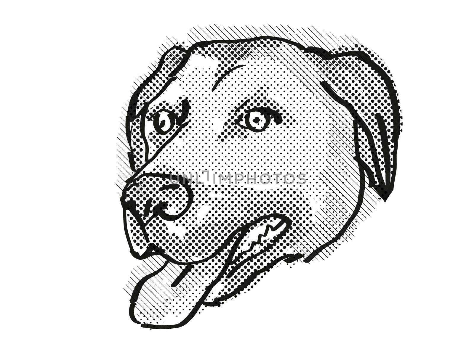 Retro cartoon style drawing of head of an Anatolian Shepherd Dog  , a domestic dog or canine breed on isolated white background done in black and white.