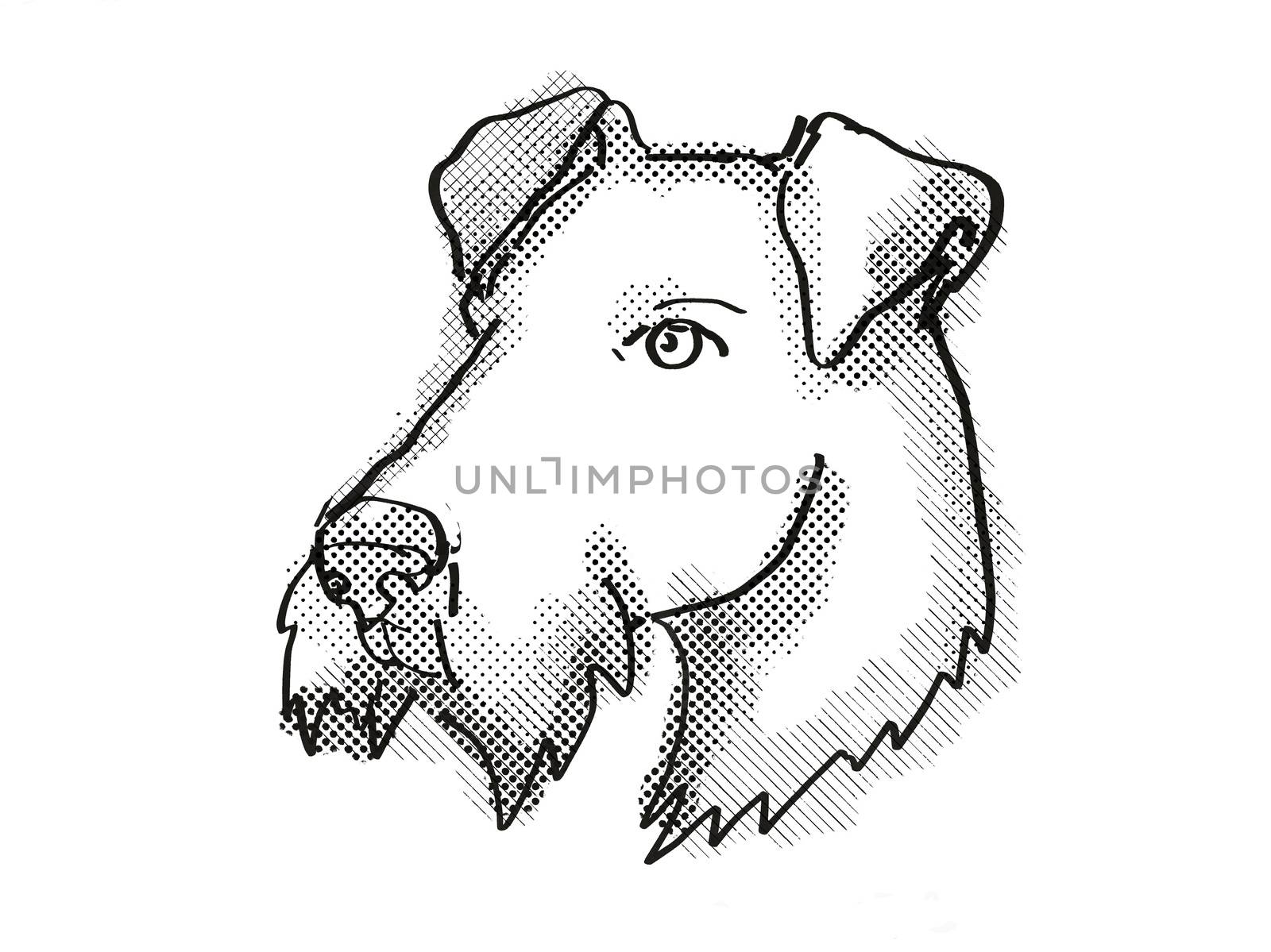 Retro cartoon style drawing of head of an Airdale Terrier  , a domestic dog or canine breed on isolated white background done in black and white.
