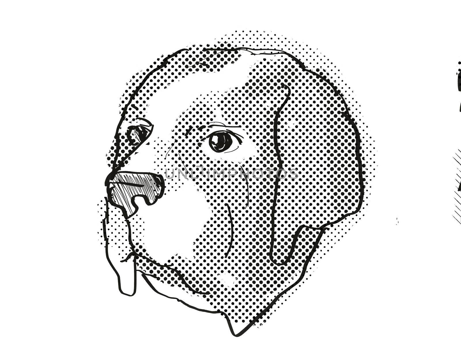 Retro cartoon style drawing of head of a Saint Bernard , a domestic dog or canine breed on isolated white background done in black and white.