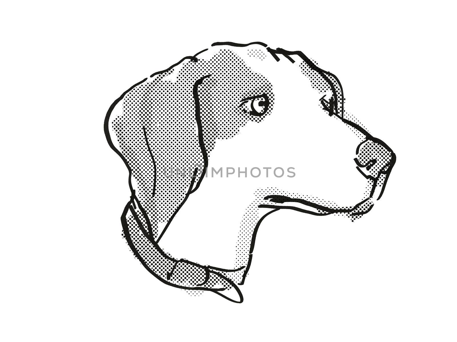 Beagle Dog Breed Cartoon Retro Drawing by patrimonio