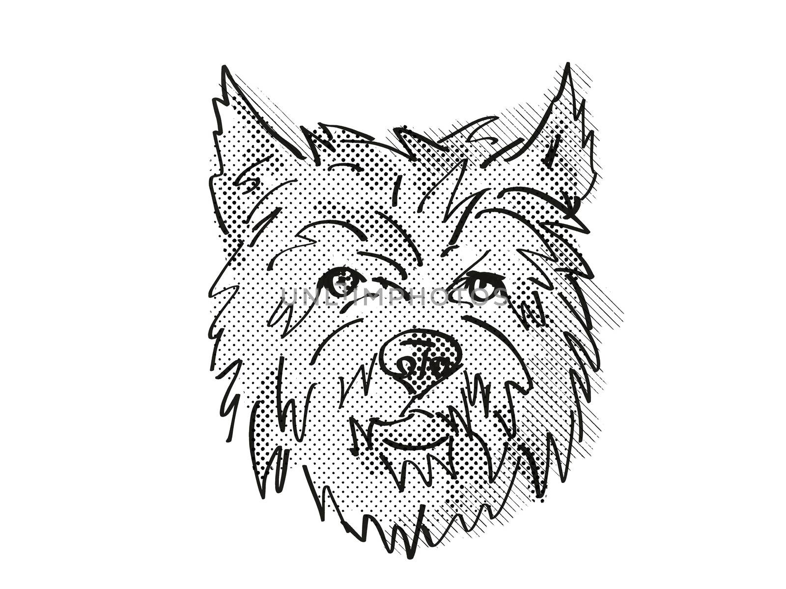 Retro cartoon style drawing of head of a Cairn Terrier, a domestic dog or canine breed on isolated white background done in black and white.