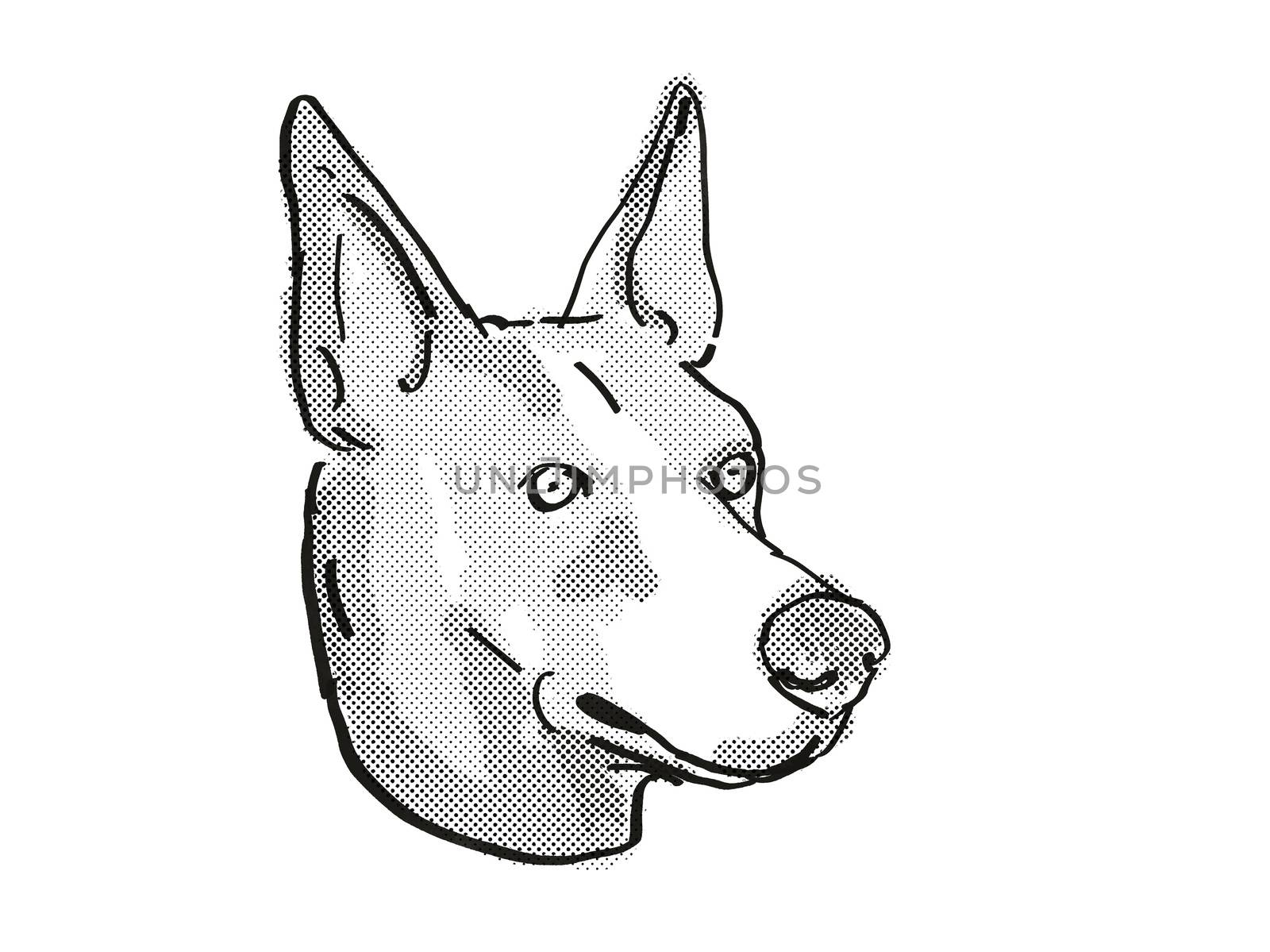 Basenji Dog Breed Cartoon Retro Drawing by patrimonio