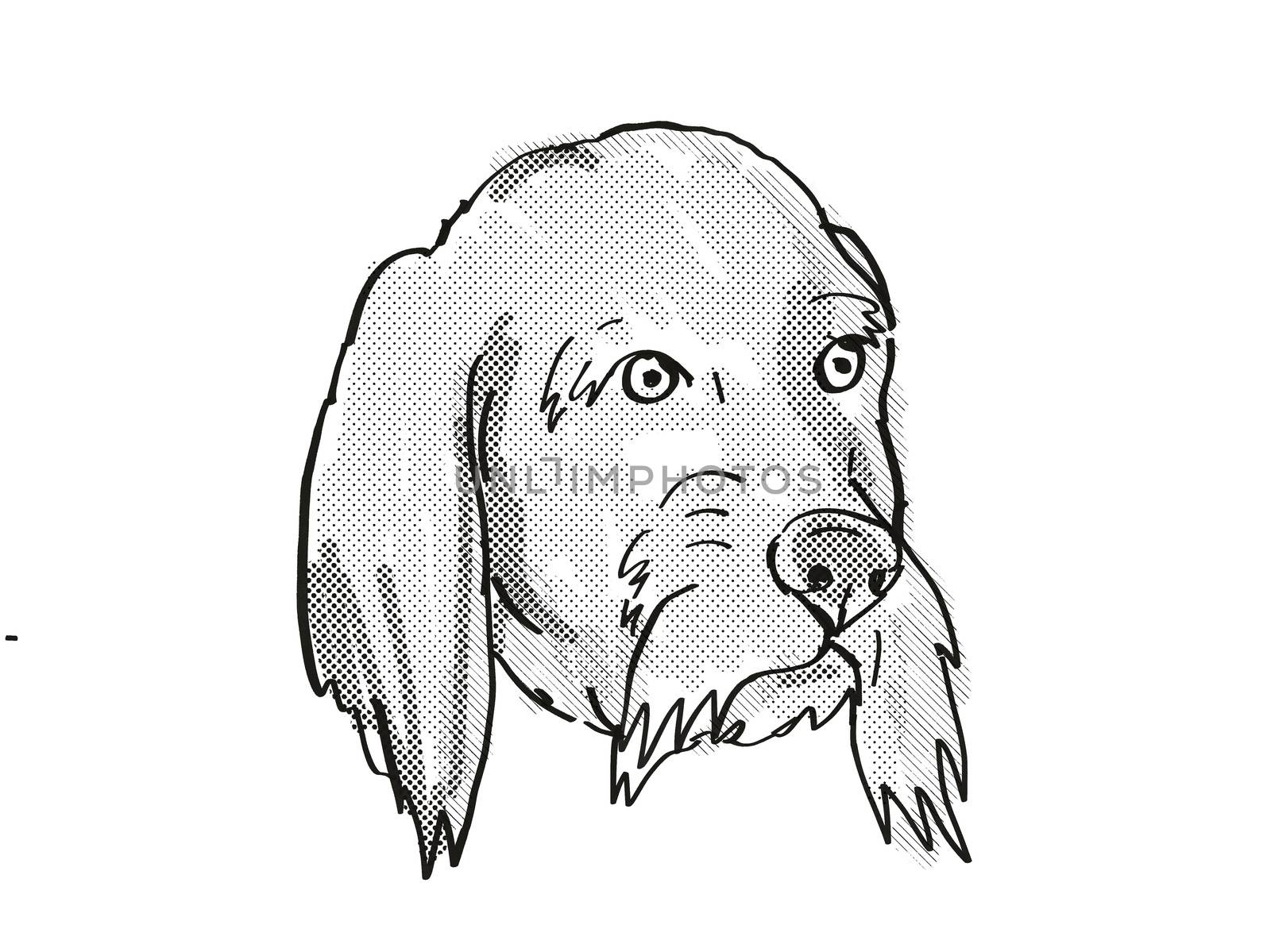 Retro cartoon style drawing of head of a Basset Fauve de Bretagne  , a domestic dog or canine breed on isolated white background done in black and white.