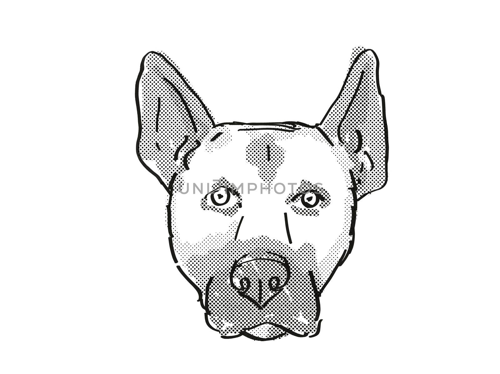 Retro cartoon style drawing of head of a Belgian Malinois , a domestic dog or canine breed on isolated white background done in black and white.