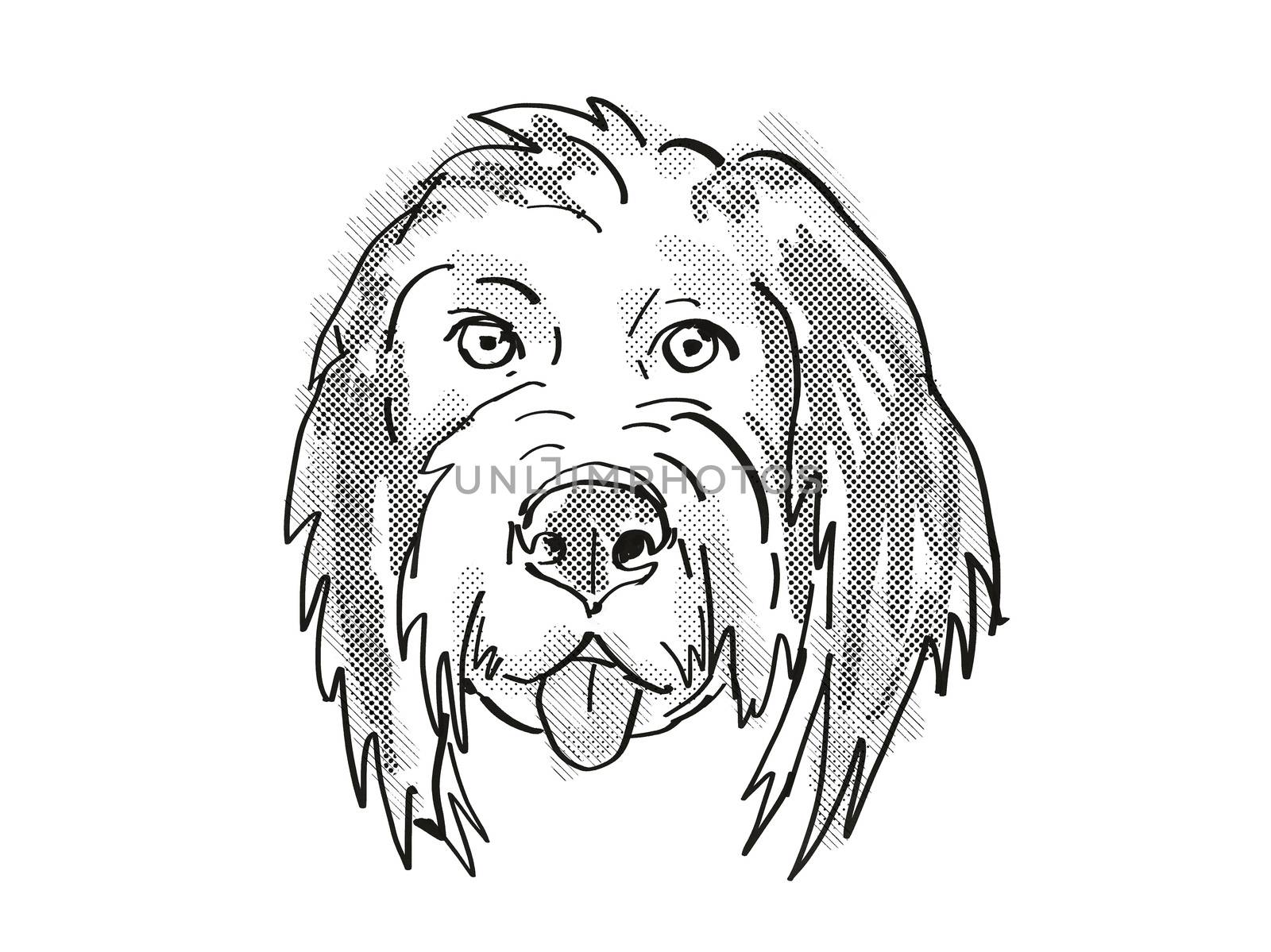 Retro cartoon style drawing of head of a Bernedoodle or Bernese Mountain Poo  , a domestic dog or canine breed on isolated white background done in black and white.