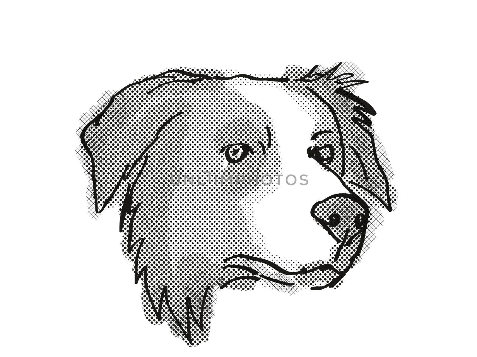 Retro cartoon style drawing of head of a Border Collie , a domestic dog or canine breed on isolated white background done in black and white.