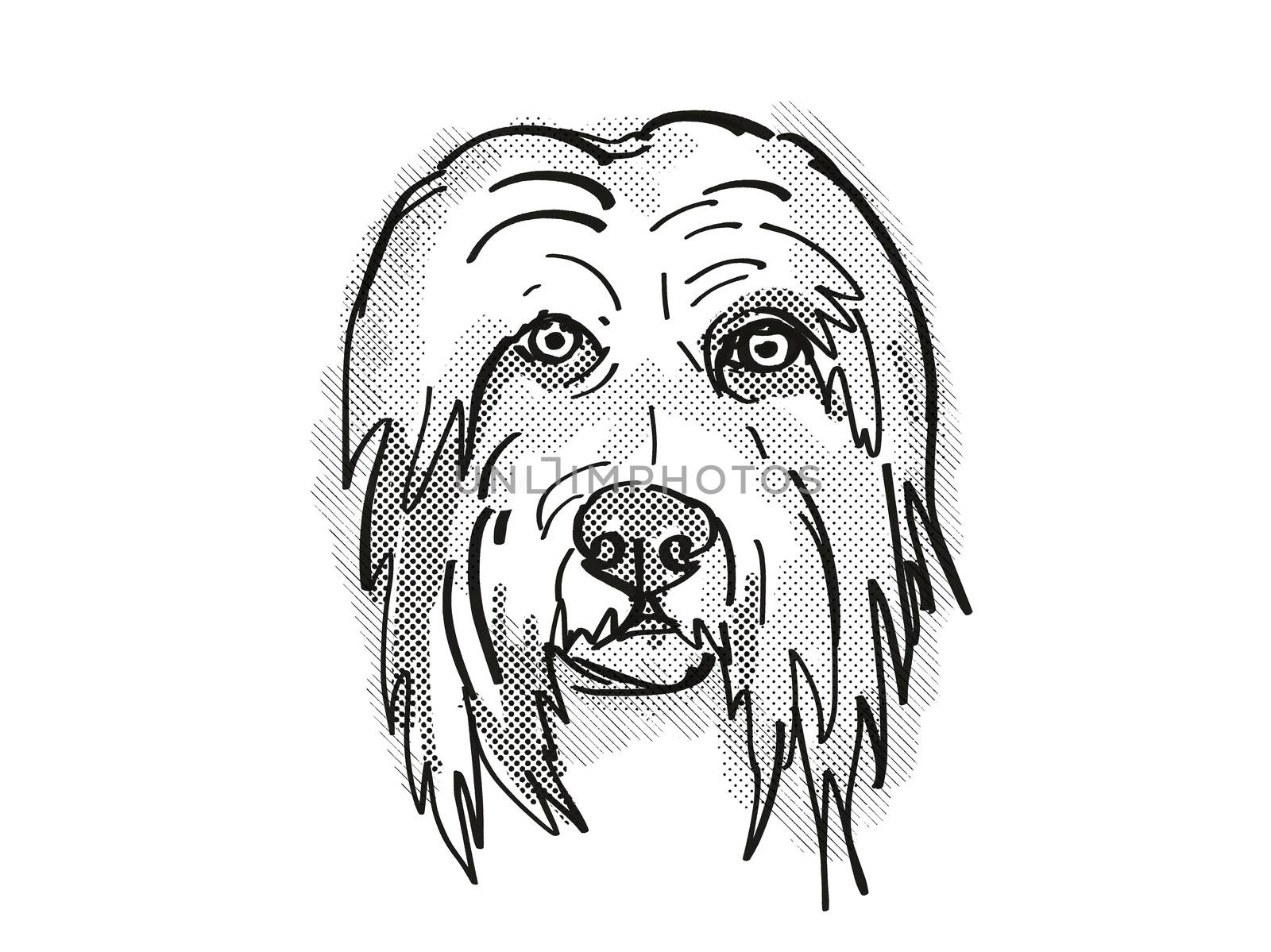 Retro cartoon style drawing of head of a Bearded Collie  , a domestic dog or canine breed on isolated white background done in black and white.
