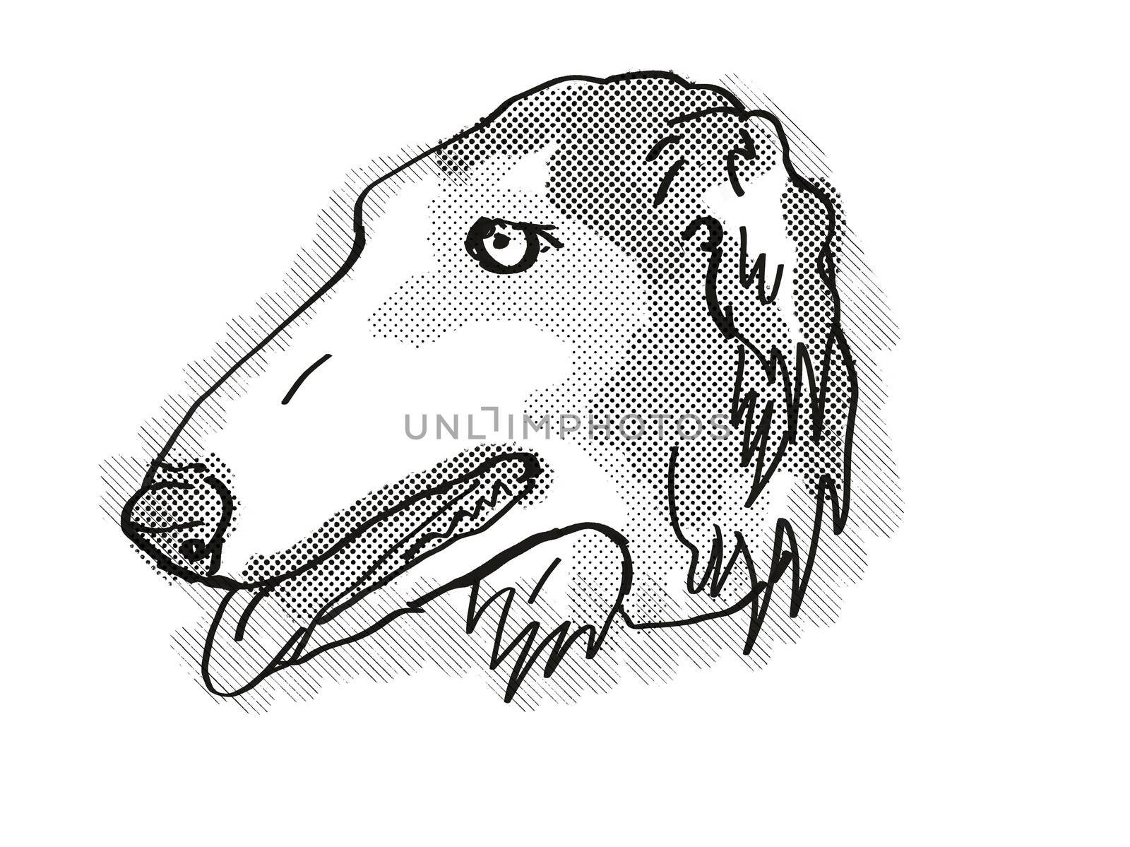 Borzoi Dog Breed Cartoon Retro Drawing by patrimonio