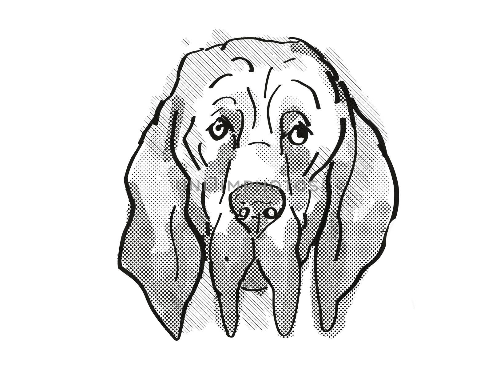 Bloodhound Dog Breed Cartoon Retro Drawing by patrimonio