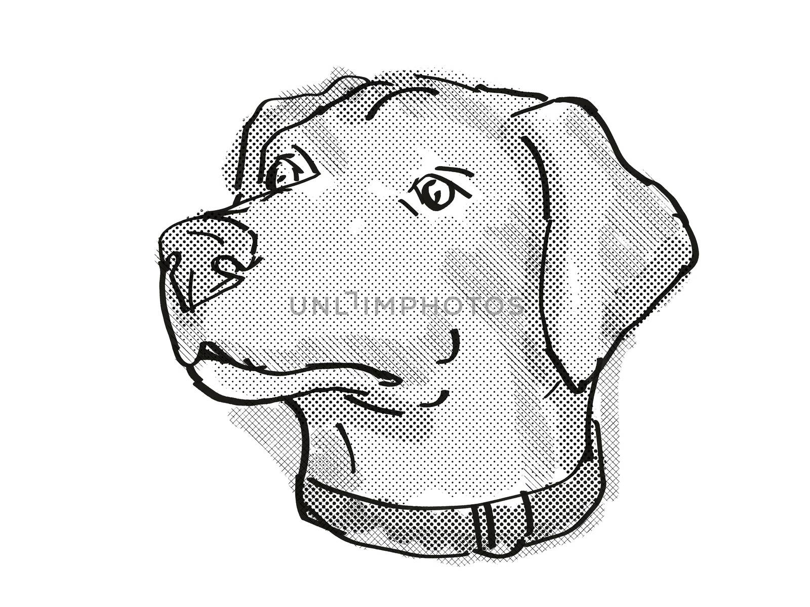 Retro cartoon style drawing of head of a Blue Lacy, also called the Lacy Dog  , a domestic dog or canine breed on isolated white background done in black and white.