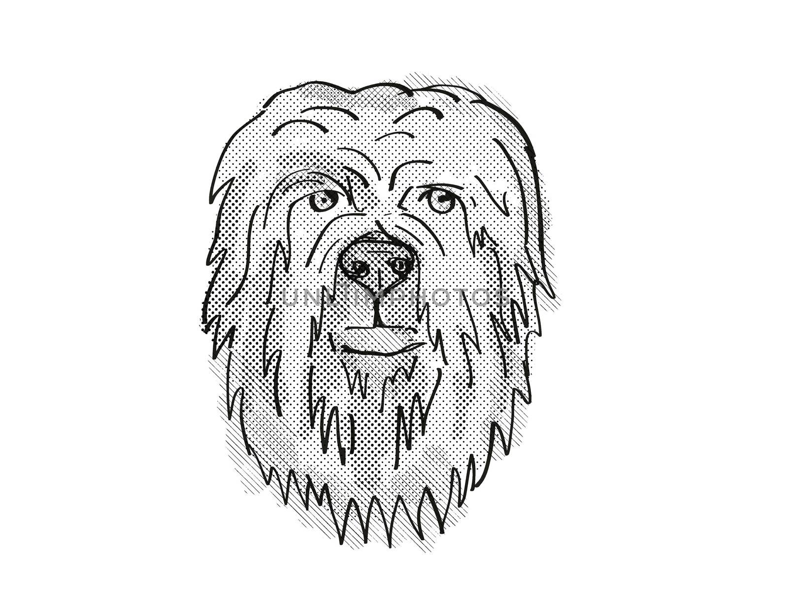 Retro cartoon style drawing of head of a Briard, a domestic dog or canine breed on isolated white background done in black and white.