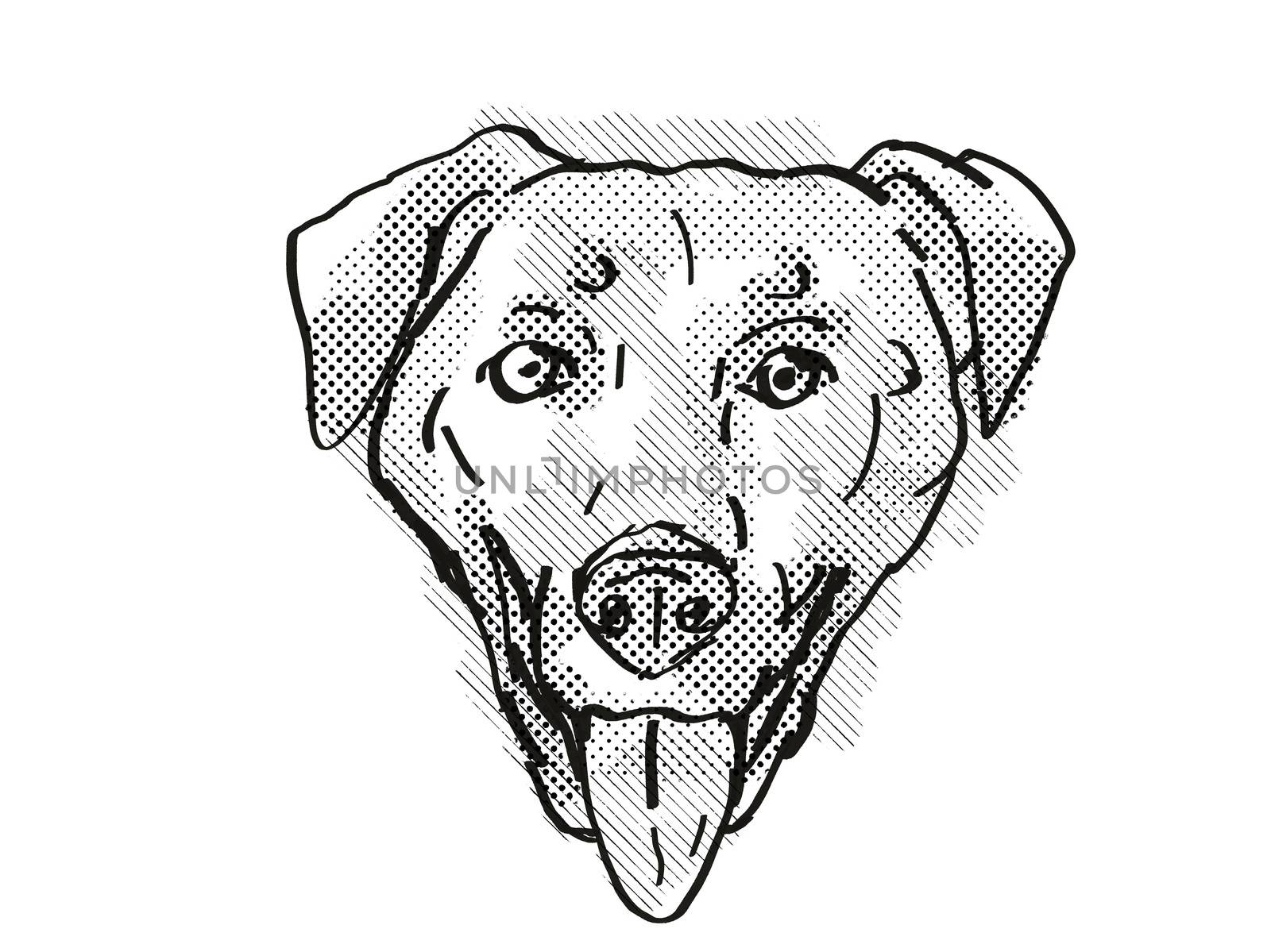 Chinook Dog Breed Cartoon Retro Drawing by patrimonio