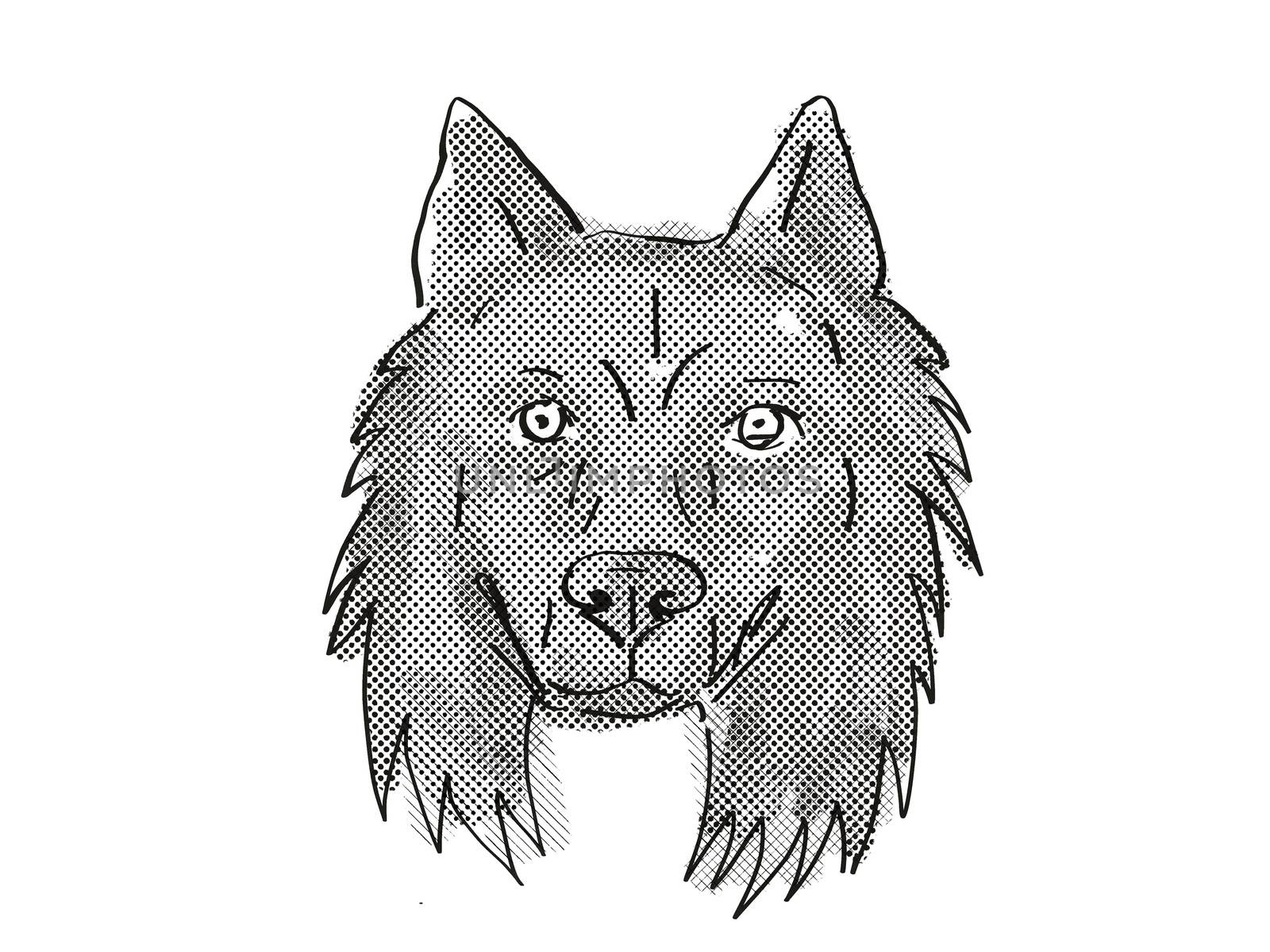 Retro cartoon style drawing of head of a Belgian Sheepdog, a domestic dog or canine breed on isolated white background done in black and white.
