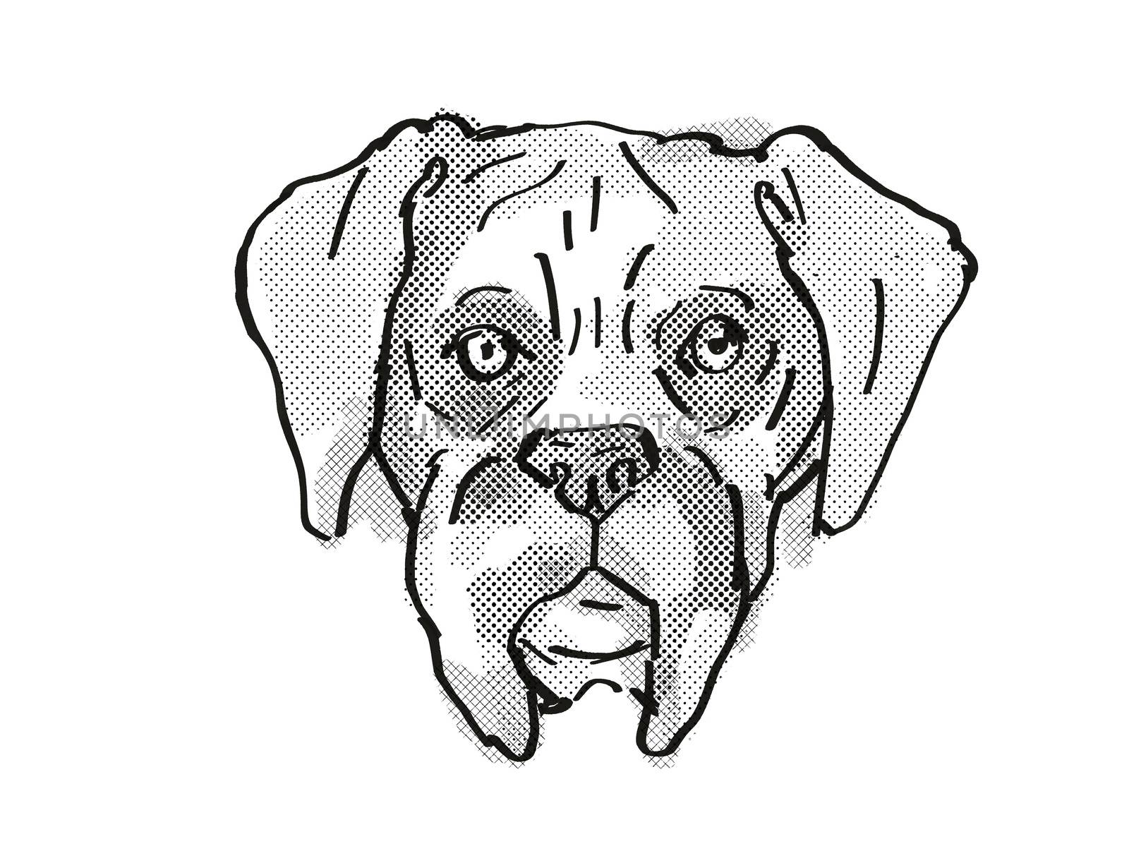 Retro cartoon style drawing of head of a Boxer dog , a domestic dog or canine breed on isolated white background done in black and white.