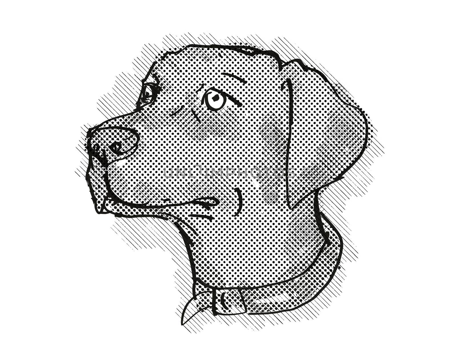 Chesapeake Bay Retriever Dog Breed Cartoon Retro Drawing by patrimonio