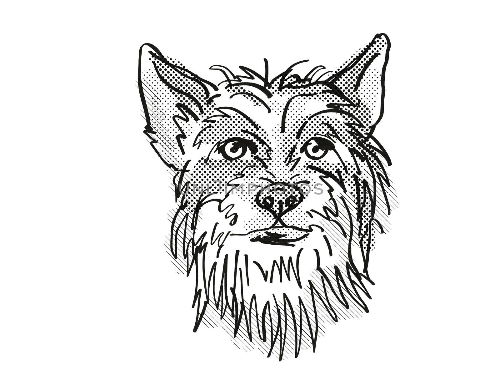 Retro cartoon style drawing of head of a Chinese Crested, a domestic dog or canine breed on isolated white background done in black and white.
