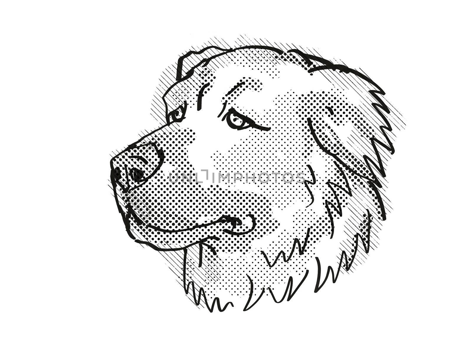 Retro cartoon style drawing of head of a Caucasian Shepherd or Caucasian Mountain Dog or  Baskhan Pariy, a domestic dog breed in black and white.