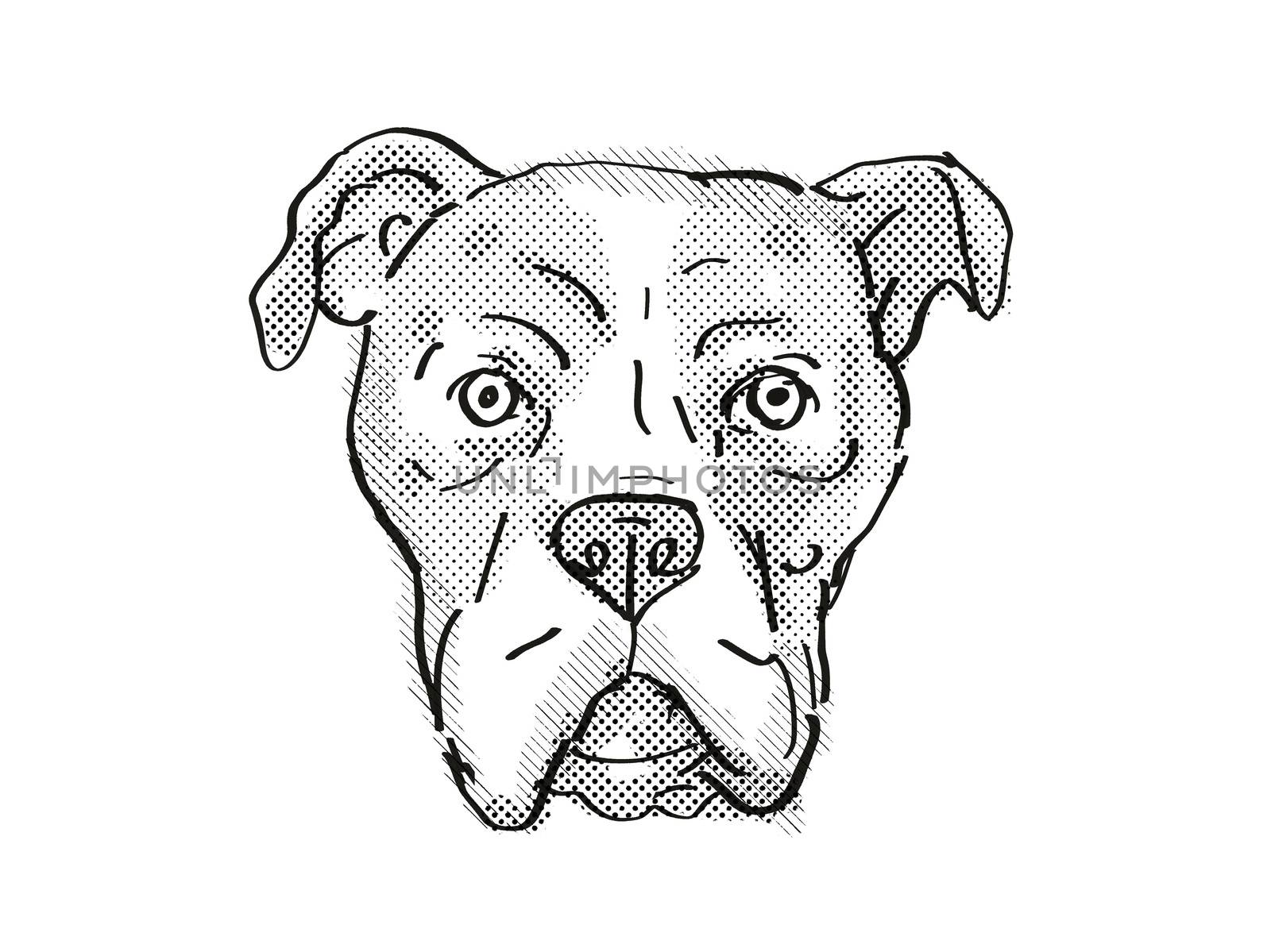 Retro cartoon style drawing of head of a Bullboxer Pit also sometimes called the Pixoter or American Bullboxer, a domestic dog or canine breed on isolated white background done in black and white.