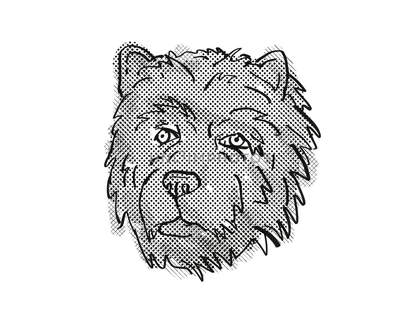 Retro cartoon style drawing of head of a Chow Chow, a domestic dog or canine breed on isolated white background done in black and white.