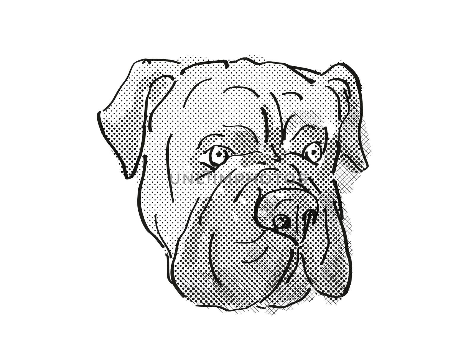 Retro cartoon style drawing of head of a Bullmastiff or silent watchdog, a domestic dog or canine breed on isolated white background done in black and white.