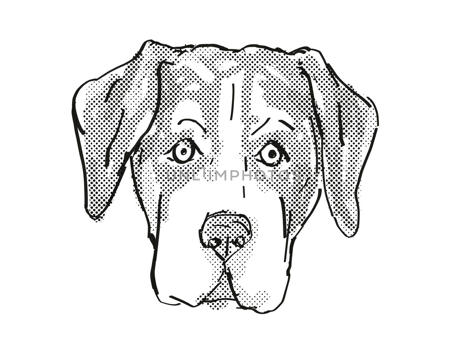 Retro cartoon style drawing of head of an Entlebucher Mountain Dog, a domestic canine breed on isolated white background done in black and white.