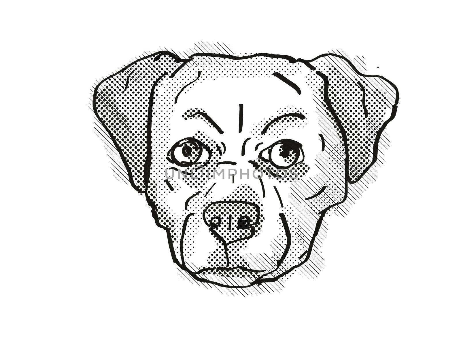 Retro cartoon style drawing of head of a Chug, Pug Chihuahua Pug mix, Pughuahua, or Pugwawa, a domestic dog or canine breed on isolated white background done in black and white.