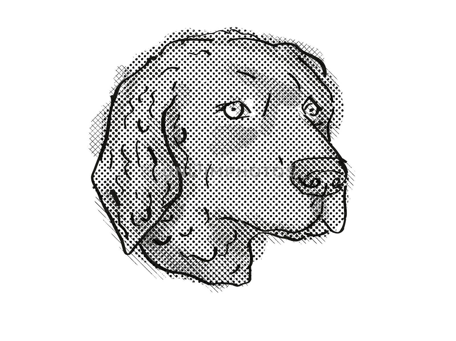 Curly-Coated Retriever Dog Breed Cartoon Retro Drawing by patrimonio