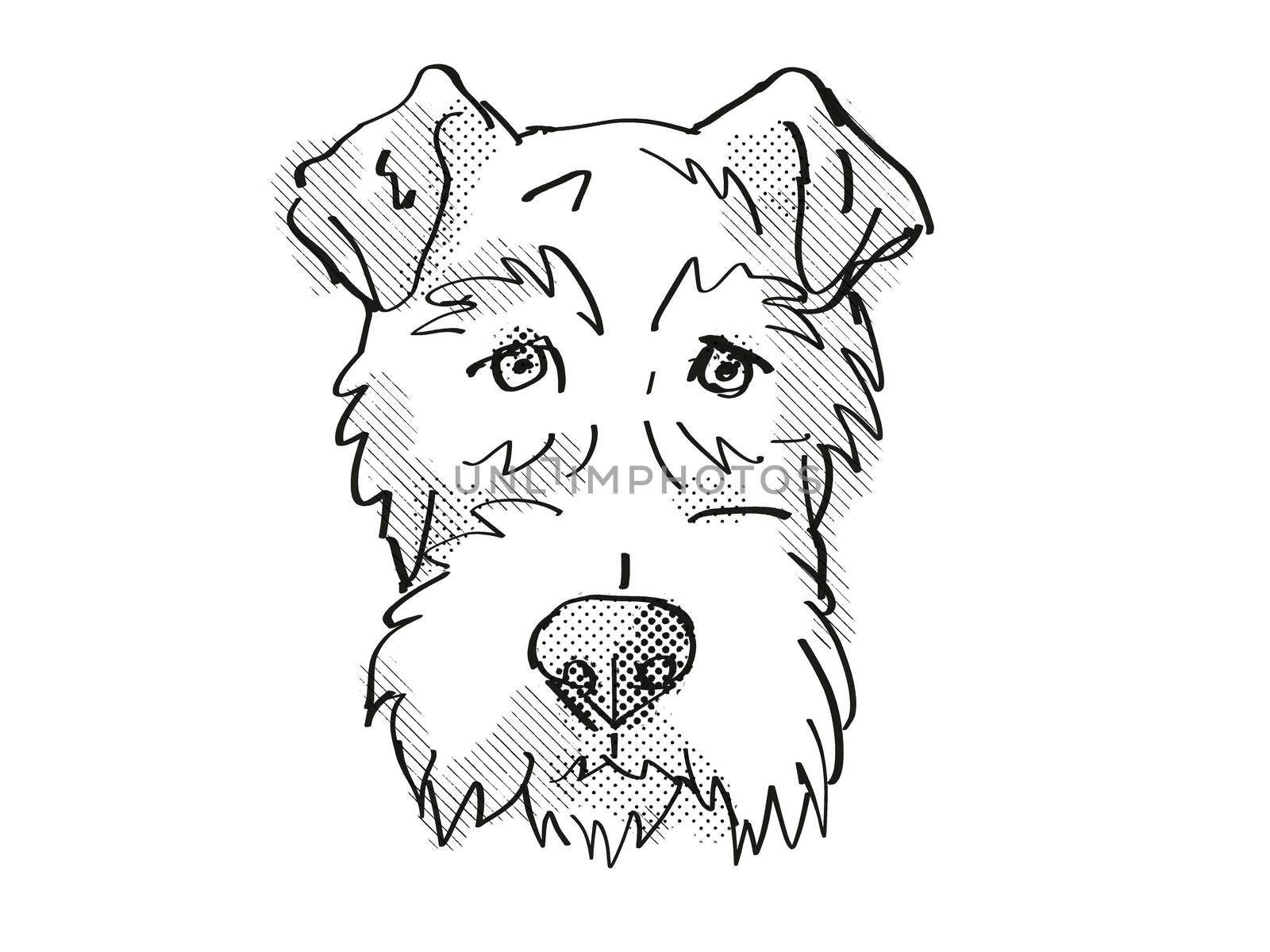 Retro cartoon style drawing of head of a Fox Terrier, a domestic dog or canine breed on isolated white background done in black and white.