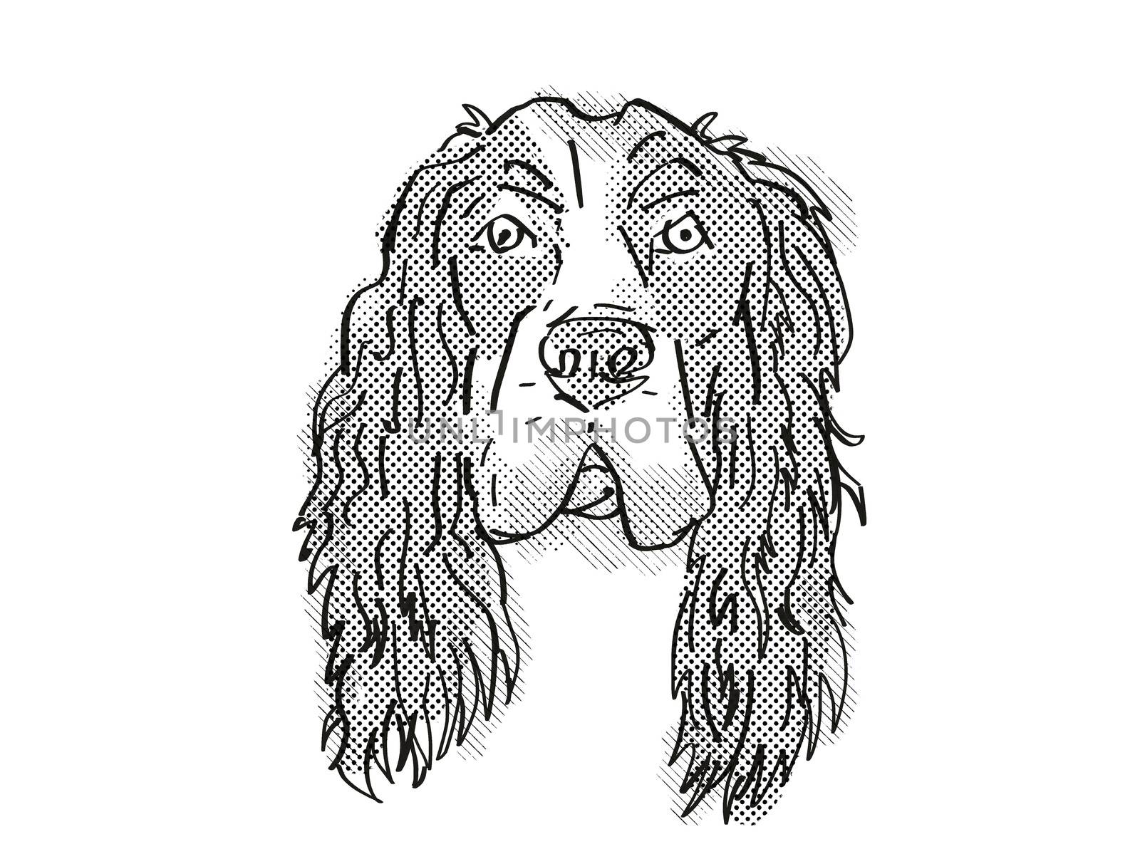 Retro cartoon style drawing of head of a English Cocker Spaniel, a domestic dog or canine breed on isolated white background done in black and white.