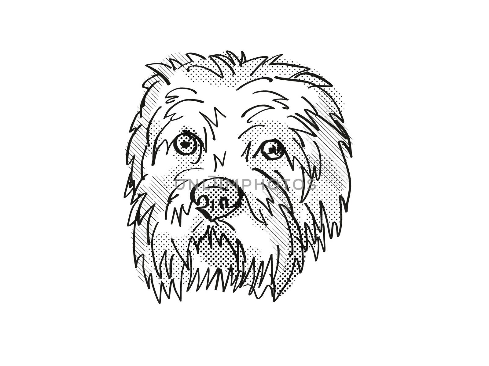 Retro cartoon style drawing of head of a Dandie Dinmont Terrier, a domestic dog or canine breed on isolated white background done in black and white.