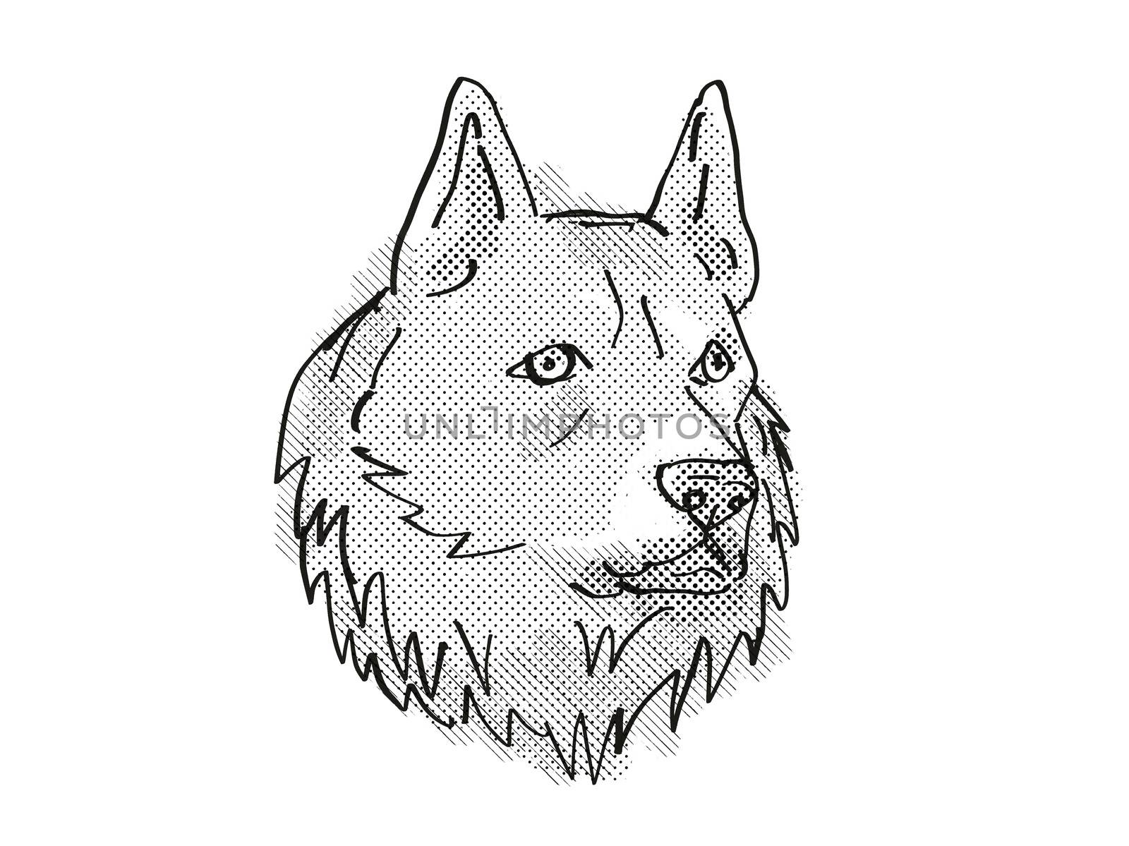 Retro cartoon style drawing of head of a Finnish Spitz, a domestic dog or canine breed on isolated white background done in black and white.