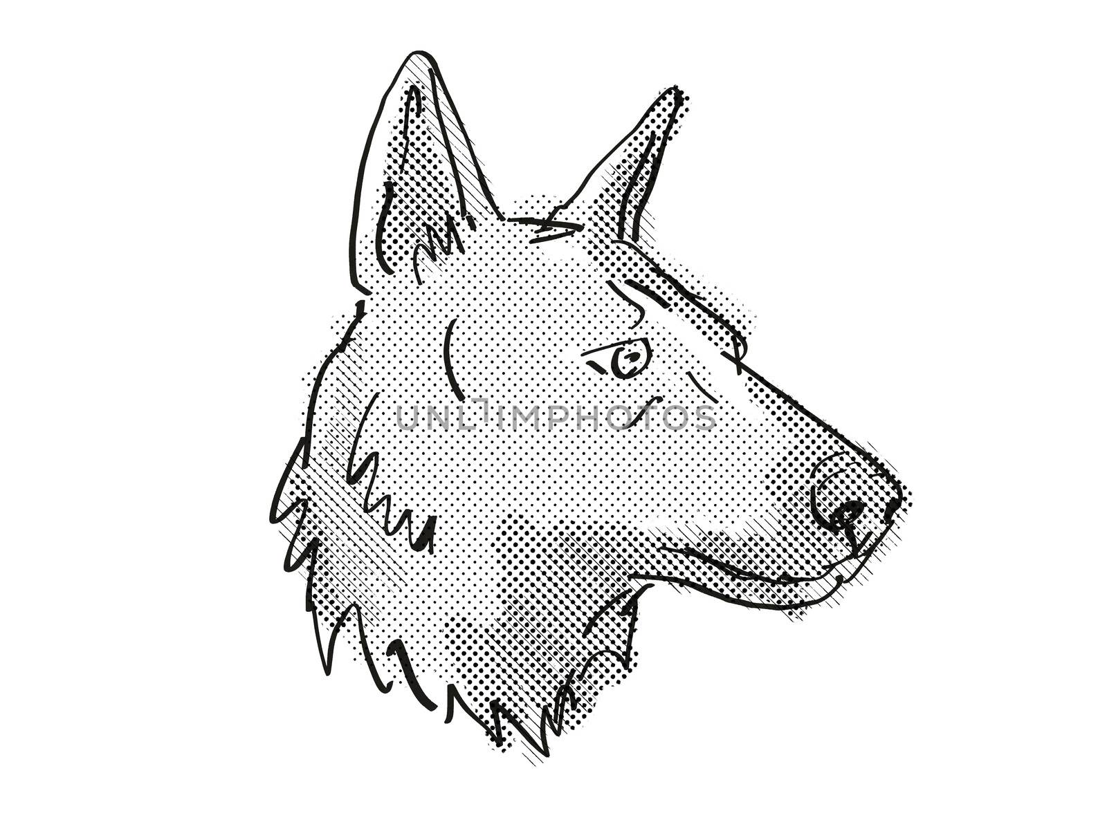 Retro cartoon style drawing of head of a German Shepherd, a domestic dog or canine breed on isolated white background done in black and white.