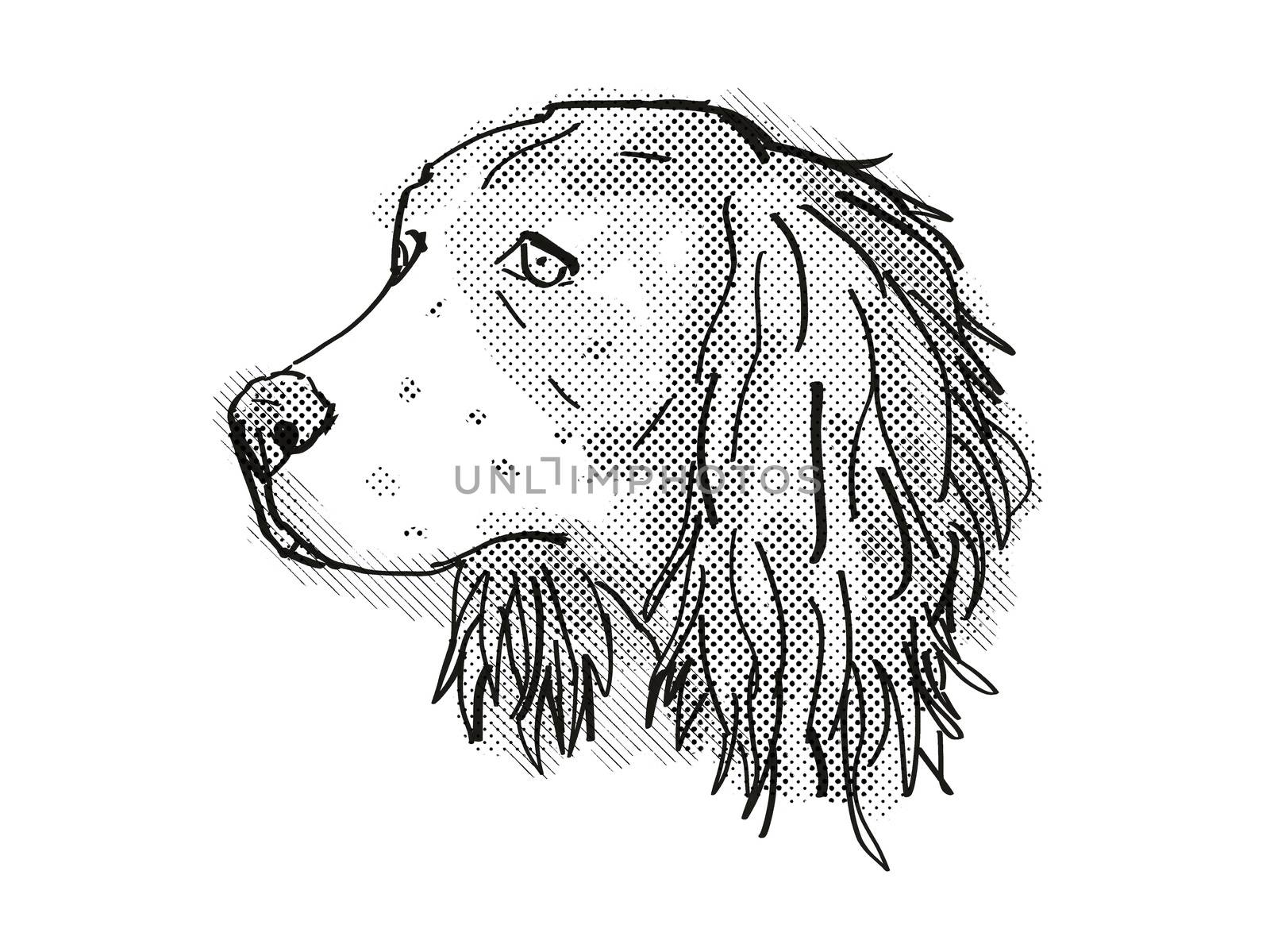 Retro cartoon style drawing of head of an English Springer Spaniel, a domestic dog or canine breed on isolated white background done in black and white.