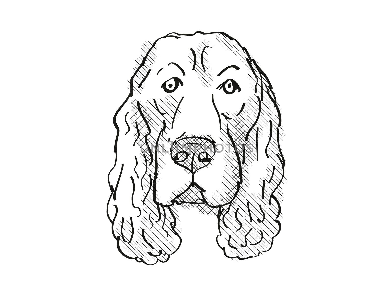 Retro cartoon style drawing of head of a Field Spaniel, a domestic dog or canine breed on isolated white background done in black and white.