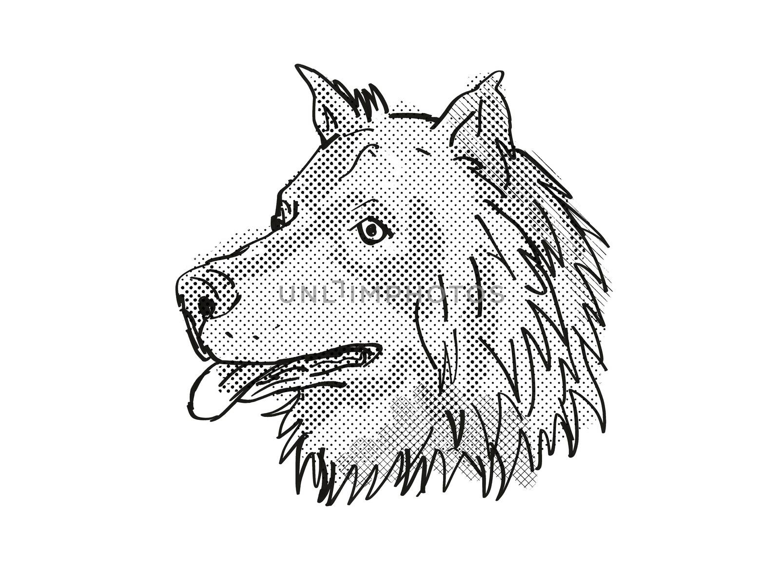 Retro cartoon style drawing of head of a Eurasier, Eurasian Spitz or Wolf-Chow, a domestic dog or canine breed on isolated white background done in black and white.