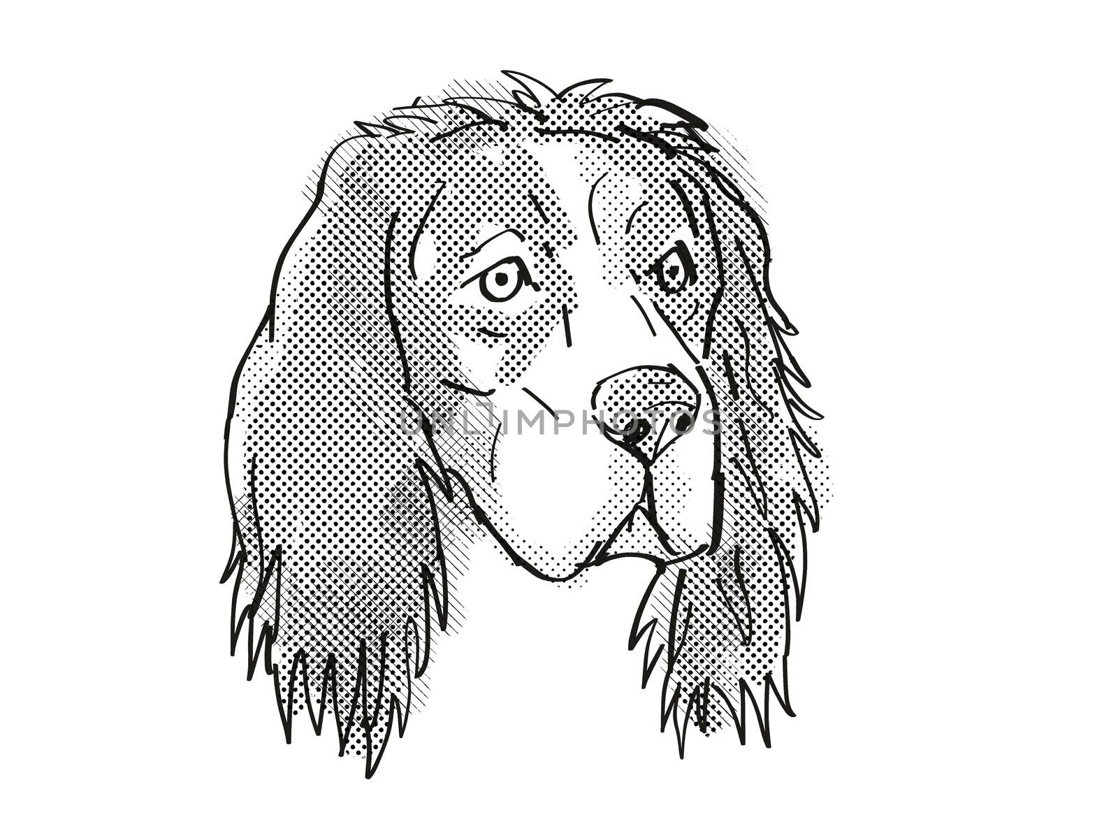 Retro cartoon style drawing of head of an English Setter, a domestic dog or canine breed on isolated white background done in black and white.