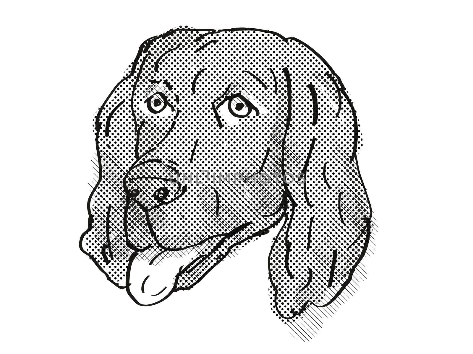 Retro cartoon style drawing of head of a Flat-Coated Retriever, a domestic dog or canine breed on isolated white background done in black and white.