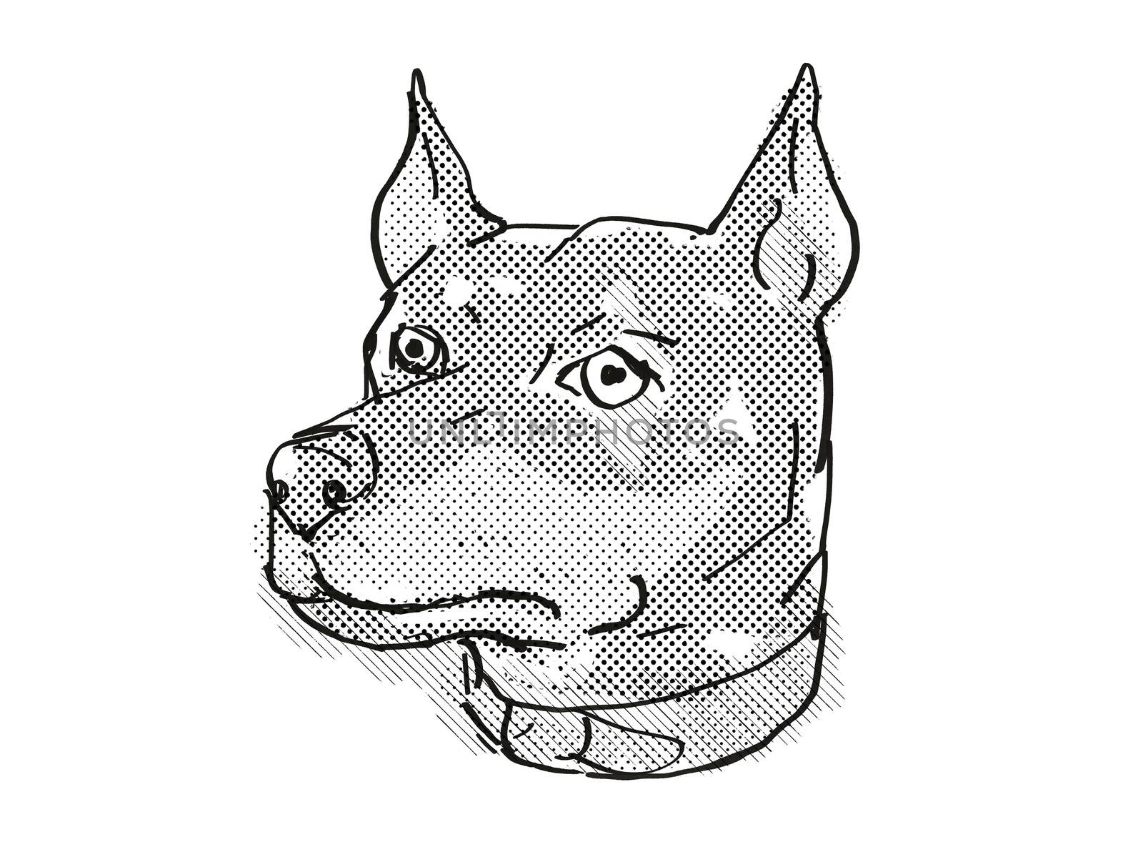 German Pinscher Dog Breed Cartoon Retro Drawing by patrimonio