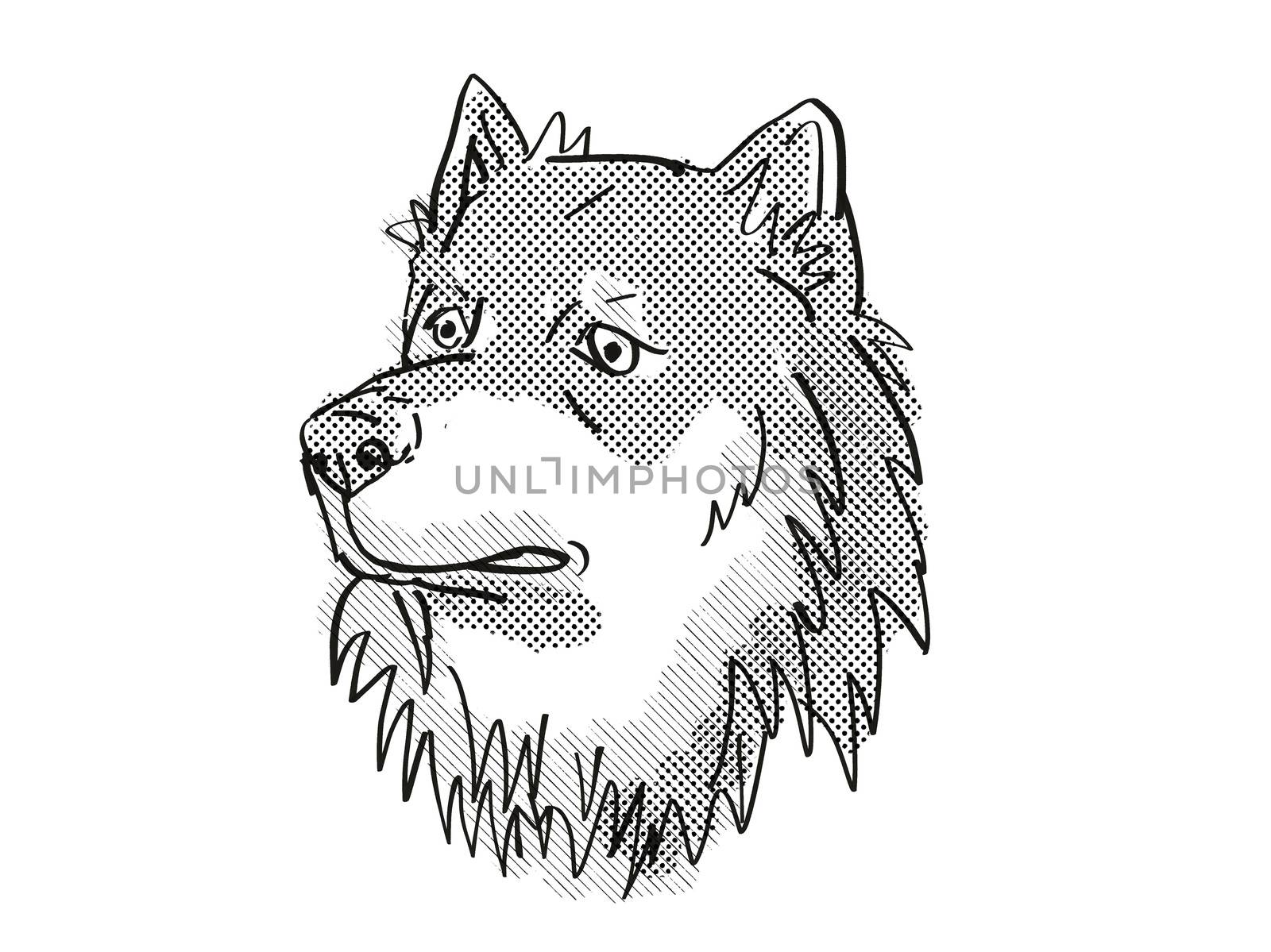 Retro cartoon style drawing of head of a Finnish Lapphund, a domestic dog or canine breed on isolated white background done in black and white.
