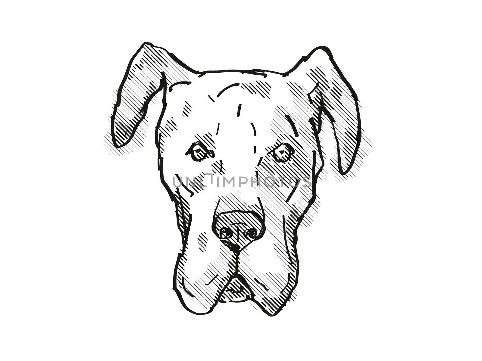 Retro cartoon style drawing of head of a Great Dane, a domestic dog or canine breed on isolated white background done in black and white.