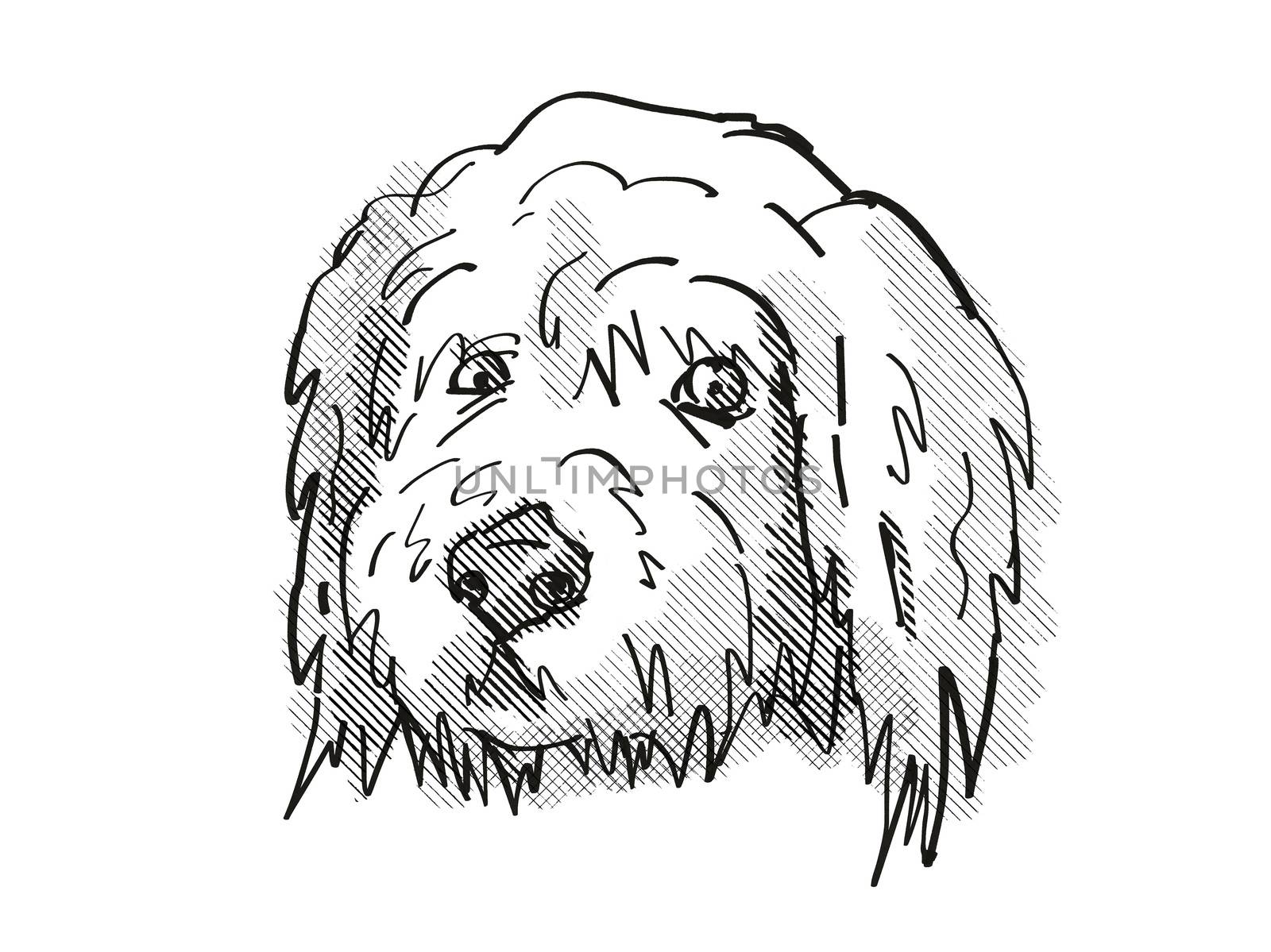 Retro cartoon style drawing of head of a Goldendoodle, a domestic dog or canine breed on isolated white background done in black and white.