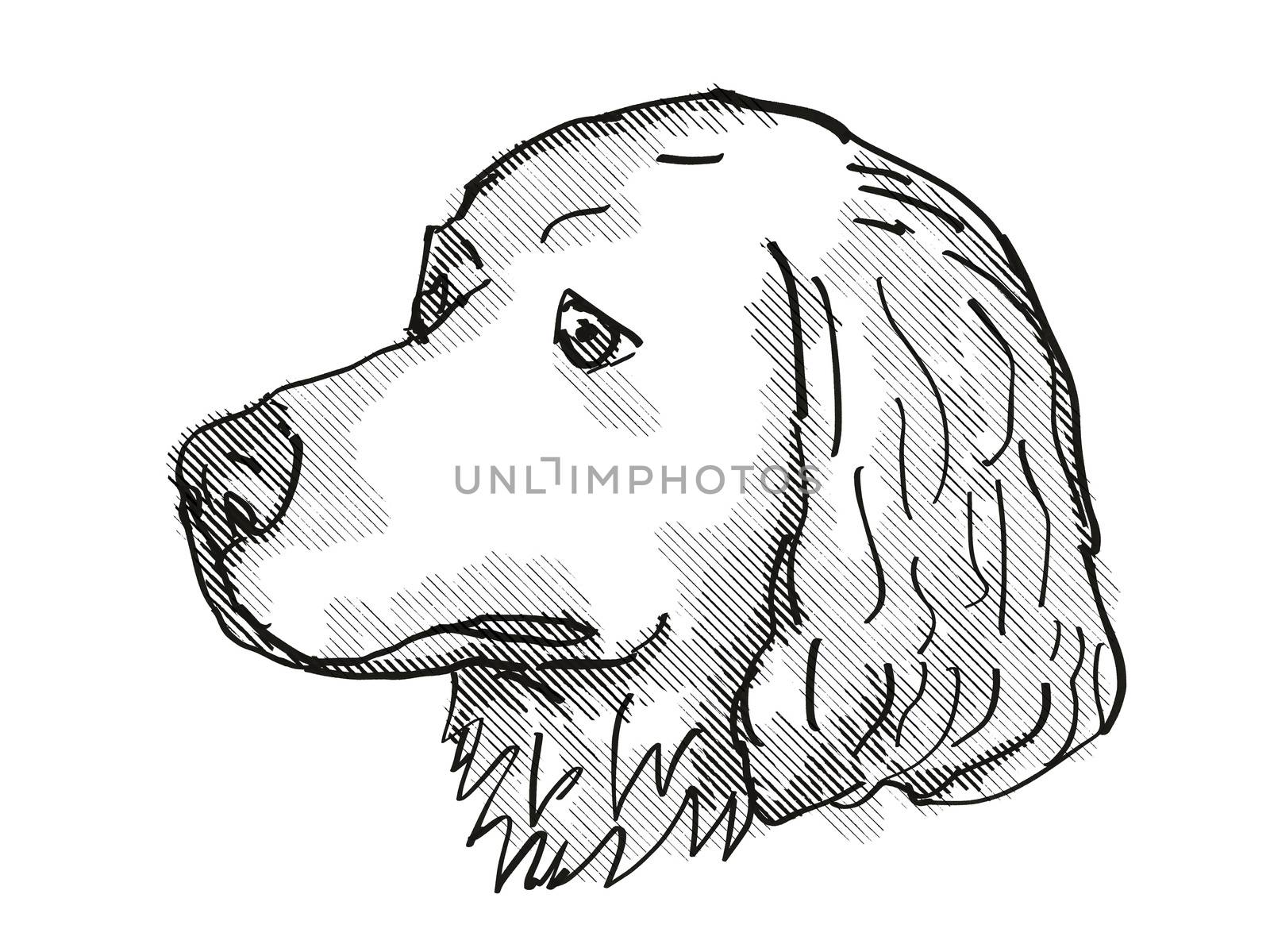 Retro cartoon style drawing of head of a Great Pyrenees, a domestic dog or canine breed on isolated white background done in black and white.