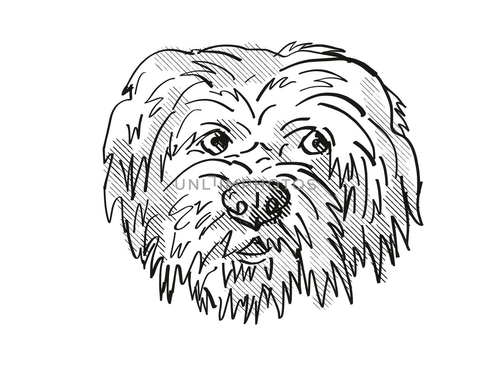 Retro cartoon style drawing of head of a Havanese dog, a domestic canine breed on isolated white background done in black and white.